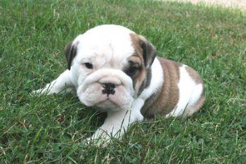 Puppies in PA